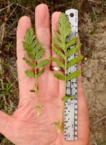 Horkelia cuneata var. puberula