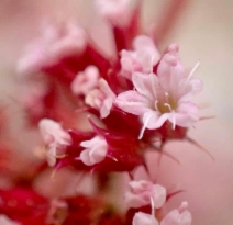 Chorizanthe breweri