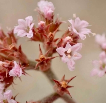 Chorizanthe breweri