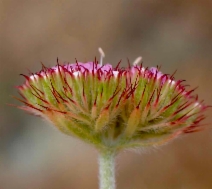 Chorizanthe palmeri