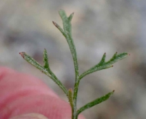 Gilia achilleifolia ssp. achilleifolia