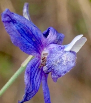 Delphinium parryi ssp. eastwoodiae