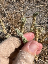 Atriplex coronata