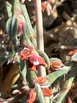 Polygonum aviculare
