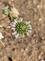 Monardella exilis - Calflora