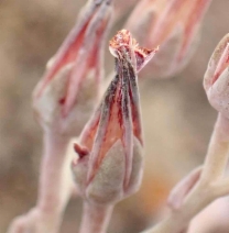 Dudleya abramsii ssp. murina