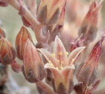 Dudleya abramsii ssp. murina