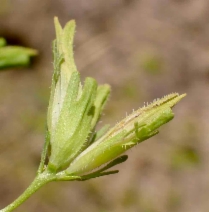 Cordylanthus rigidus