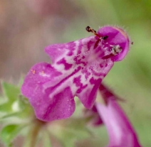 Stachys ajugoides