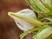Cordylanthus rigidus