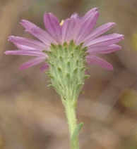 Lessingia filaginifolia