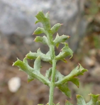 Lomatium parvifolium