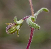 Layia discoidea