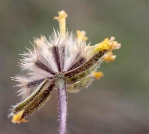 Layia discoidea