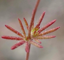 Leptosiphon ambiguus