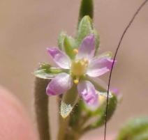 Spergularia marina