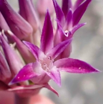 Allium fimbriatum