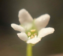Samolus parviflorus