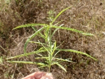 Asclepias fascicularis