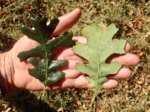 Quercus lobata