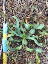 Chlorogalum pomeridianum