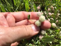 Trifolium tomentosum