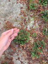 Limonium duriusculum