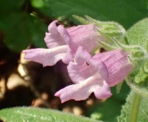 Lepechinia fragrans