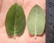Arctostaphylos tomentosa