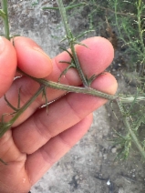Salsola tragus
