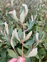 Frangula californica ssp. tomentella