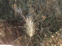 Elymus caput-medusae