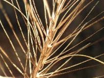Elymus caput-medusae