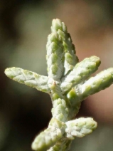 Hesperocyparis macnabiana