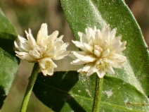 Alternanthera philoxeroides