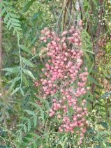 Schinus molle