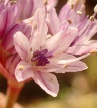 Allium howellii var. howellii