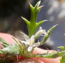 Loeseliastrum schottii