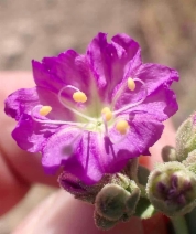 Mirabilis californica