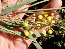 Acacia retinodes - Calflora