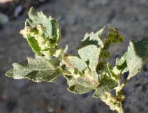 Oxybasis rubra