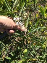 Asclepias fruticosa