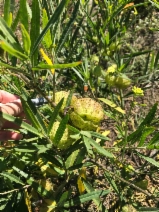 Asclepias fruticosa