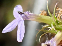 Lobelia dunnii var. serrata