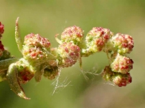 Atriplex prostrata