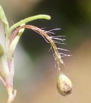 Hesperomecon linearis