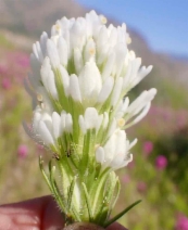 Castilleja exserta ssp. exserta