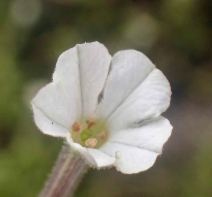 Nicotiana acuminata var. multiflora