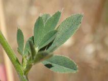 Medicago sativa