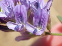 Medicago sativa